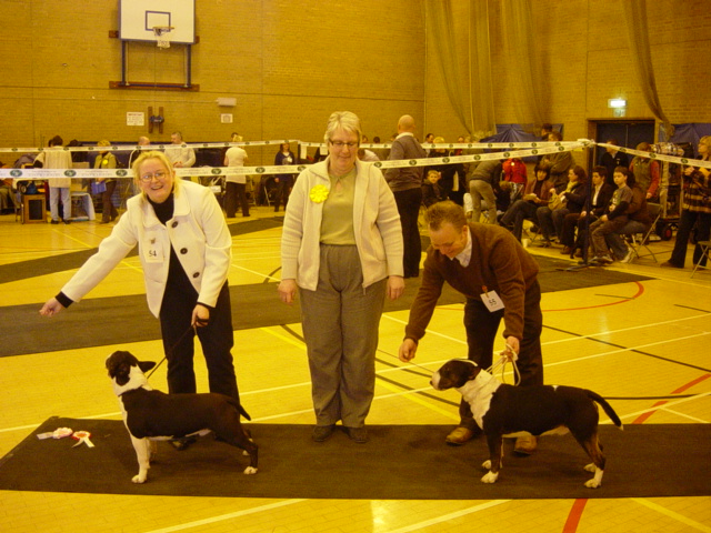 Bull Terrier Miniature