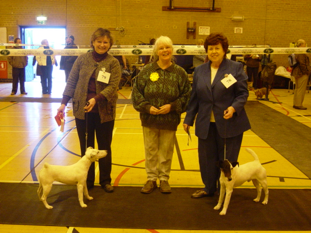 Smooth Fox terrier