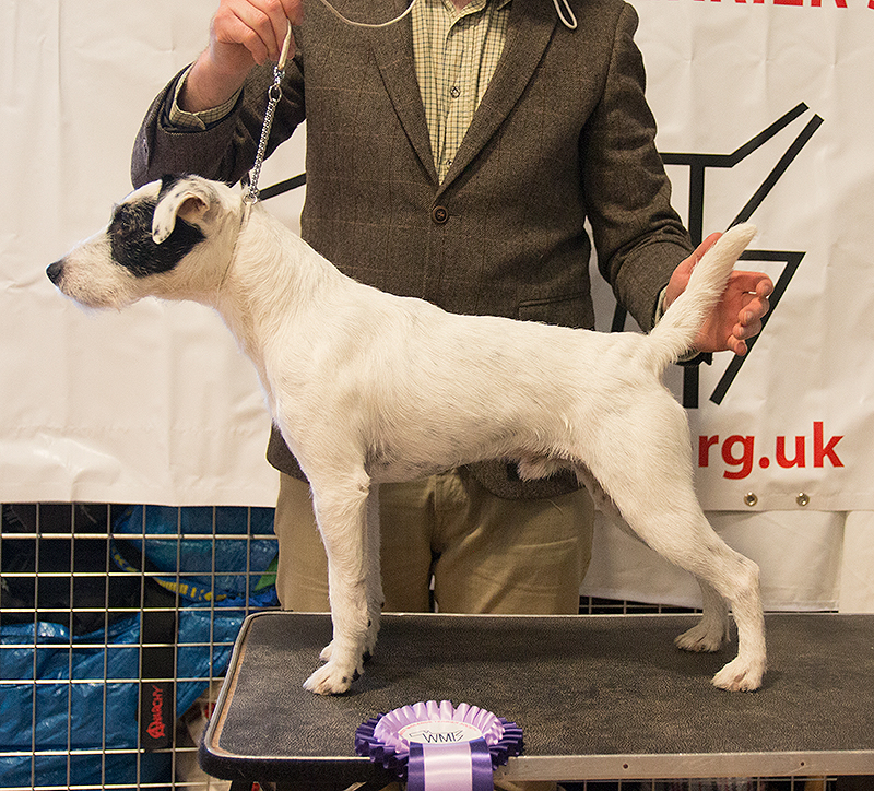 Digaden parson best sale russell terriers