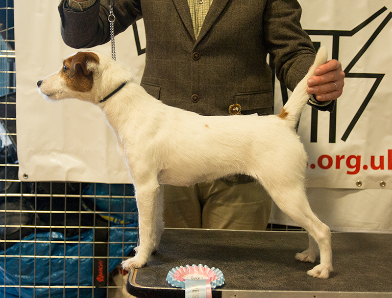 Digaden parson best sale russell terriers